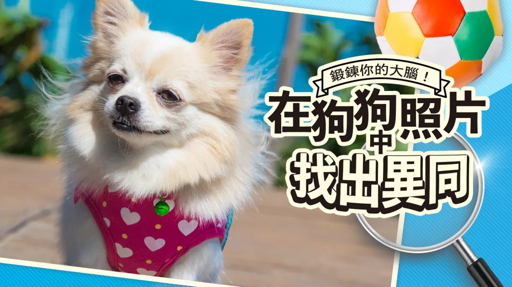 Switch游戏《锻炼你的大脑 在狗狗照片中找出异同》NSP下载 - 乐享应用